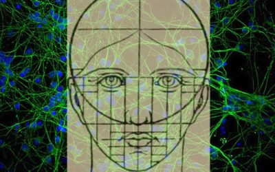 205 neurones suffisent pour coder un visage. Et pour le reconnaitre?