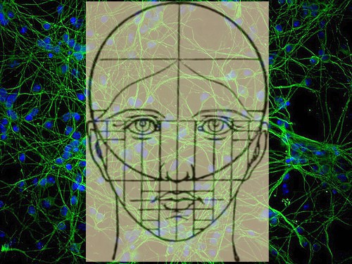 205 neurones suffisent pour coder un visage. Et pour le reconnaitre?