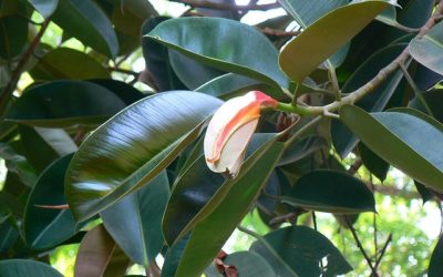 Votre ficus vous reconnait-il ? Participez à une expérience scientifique !